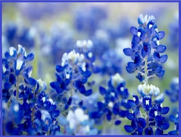 Texas Bluebonnet Wildflower Seeds For Planting-250+ Seeds-Vibrant Blue Wildf Usa - £15.95 GBP