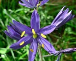 Sale 30 Seeds Blue Camas Camass Lily Wild Indian Hyacinth Camassia Quama... - £7.91 GBP