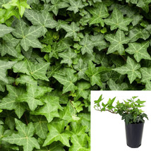 Hedera Ivy Hahns 10packs of 1Quart plants Hahn English Plantlive Groundcover - $184.01