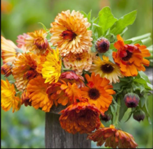 Calendula SUNSET Mix Double Blooms Bi Colored Non GMO 50 Seeds - £7.99 GBP