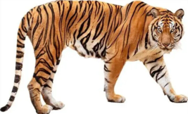 Realistic Tiger 3D Wall Decal 25.5&quot; x 22.8&quot; NEW! - £7.76 GBP
