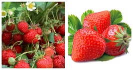 &#39;Medelet&#39; Series Red Strawberry Seeds 5 Bags (200 Seeds / Bag) - £16.51 GBP