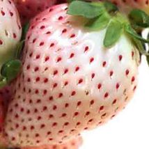 150 White Wonder Strawberry Seeds Heirloom NON-GMO Fruit Usa - £6.27 GBP