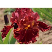 30 Bearded Iris See Califlora Plant Tall Bearded Iris Burgundy - £6.72 GBP