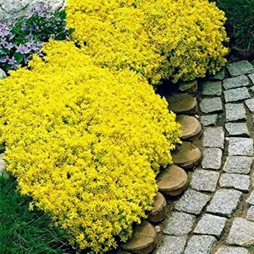 100 Aubrieta Yellow Rock Cress Flower Seeds Plants Garden - $7.98