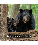 Mothers &amp; Cubs (BRAND NEW 2022 Calendar) - £11.06 GBP