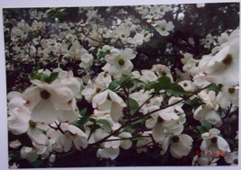 Vintage Bird Sanctuary Flowering Dogwood Tree Battle Creek Michigan 1989 - €1,74 EUR