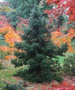 Black Dragon Japanese Cedar Tree 6-12 Inch Tall Seedling Live Plant Quart Pot Fr - $98.90