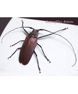 Giant Longhorn Callipogon Armillatus Male Beetle Framed Entomology Shado... - $311.04 CAD