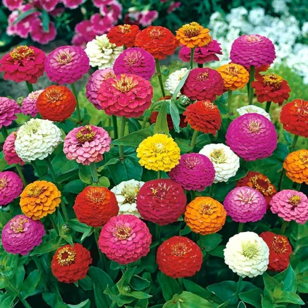 Zinnia Lilliput Flower Mix Seeds 200+ Mixed Colorful Annual Usa Fresh Seeds - £5.89 GBP