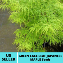 5 Seeds Green Lace Leaf Japanese Maple Tree Seeds ACER Palmatum Matsumurae Seed - $19.75