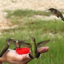 New Fresh Seeds 25 Hummingbird Vine Seeds - $11.98