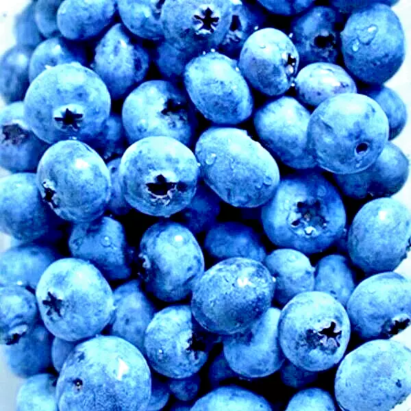 400+ EUROPEAN BLUEBERRY SEEDS BILBERRY RARE SPRING LOW BUSH SWEET FREE S... - $376.14 MXN