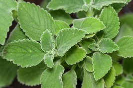 Plectranthus Barbatus Coleus 10 seeds Big Leave Plectranthus  Patharchur Organic - £8.43 GBP