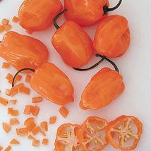 SG Orange Habanero Pepper Seeds | Non-GMO - £3.18 GBP