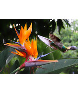 VC 5 Tropical Bird Of Paradise Strelitzia Reginae Crane Flower Houseplan... - $19.28 CAD