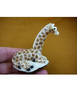 (TNE-GIR-226-D) baby African GIRAFFE TAGUA NUT Figurine VEGETABLE Art - $50.36 CAD