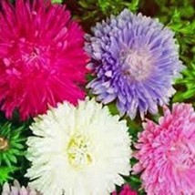 Aster Giants Of California Seeds Gardening Fresh USA SHIPPING - $7.98