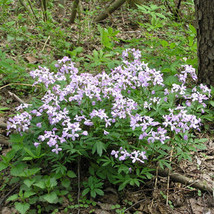 8 Seeds Cardamine Bulbifera Coral Root Fresh Seeds - £20.19 GBP