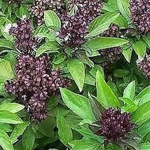 VP Thai Basil, Siam Queen (50 Seeds) - $3.39