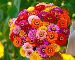 100 California Giant Zinnia Flower Seeds Mixed Colors Fresh Fast Shipping - £7.22 GBP