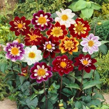 BStore 44 Seeds Mixed Colors Dahlia Seeds Beautiful Flower Plant Spectacular Col - £6.83 GBP