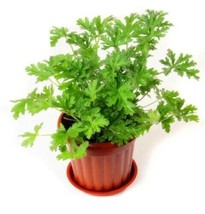 Citronella Plant Seeds Mozzie Buster Plant Mosquito Repellent Plant 50 Seeds /Ts - £7.06 GBP
