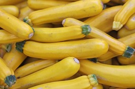 5 Golden Zucchini Yellow Courgette Vegetable Seeds Vw91019 Garden - £11.43 GBP