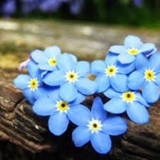 Forget me not flower seeds- 25 seeds - myosotis mix seeds- code 401 Item image 2