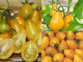 100 Ct Seeds Yellow Pear Tomato Vegetable Garden HEIRLOOM NON-GMO - £9.62 GBP