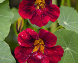 LWK 10 Seeds Black Velvet Nasturtium Seeds Non-Gmo 1296 Easy Grow - $11.02