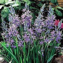 20 Pcs Indian Blue Hyacinth Flower Seeds #MNHG - £11.34 GBP