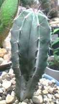 Lemaireocereus Pruinosus, rare Stenocereus exotic cereus cactus seed - 20 SEEDS - £7.06 GBP