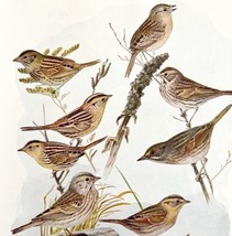 Sparrow Varities 9 Types Birds Print Fuertes 1917 Color Plate Art DWX7A - £24.04 GBP