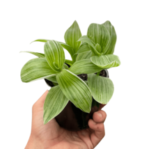 Tradescantia &#39;Sanna&#39;-4&quot; Pot - $528.89 MXN