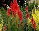 25 Bright Red Hot Poker Seeds Torch Lily Flower Kniphofia Uvaria Perenni... - $181.53 MXN