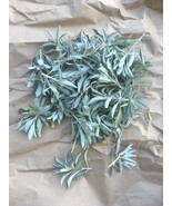 1/4 lb FRESH White Sage Clusters (clippings,sprigs,leave tops) craft sup... - $9.93