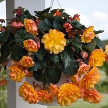 15 Seeds Begonia Illumination Golden Picotee Pelleted Seeds Flower Seeds Fresh G - £12.37 GBP