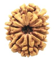 10 Mukhi Rudraksha - Nepal - 22.50 mm - Lab Certified - $123.75