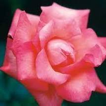 Touch of Class Hybrid Tea Rose 1 Gal. Pink Bush Plants Shrub Plant Fine Roses - £88.40 GBP