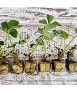 Live Cabot Strawberry Plugs June Bearing Strawberry Plants For The Or Hy... - €42,72 EUR