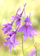 Larkspur Delphinium Consolida Flower 860 Seeds  From US - $7.50