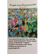 Purple Leaf Honeysuckle 1 Gal. Plant Large Multiple Flowers Easy to Grow... - £88.14 GBP