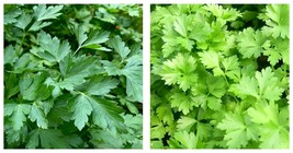 3 Italian Dark Green Parsley Petroselinum crispum Starter Plant Plug Garden - £43.78 GBP
