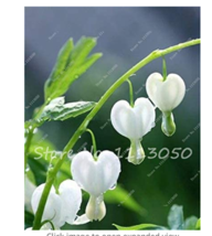 100Seeds Lily Of The Valley Flower Bonsai Bell Orchid Flower Rich Aroma ... - $9.72