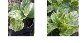 Marble Queen Pothos 4 Leaves in 4&quot; Pots Easy Tropical Indoors/Outdoors plants - £20.77 GBP