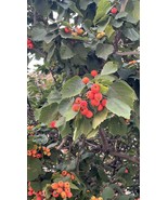 Downy Hawthorn (Crataegus mollis) 10-12 inches tall bareroot dormant plant - $21.00