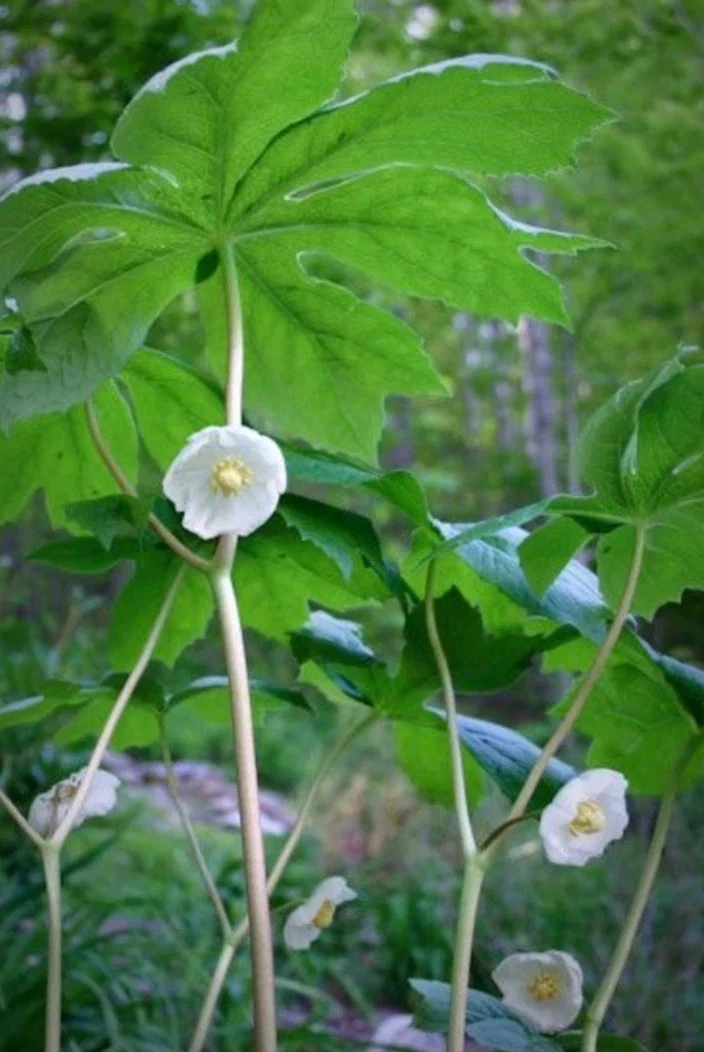 12 Fresh Mayapple Rhizomes Bare Root Herb Spring Planting Edible Fruit - $30.37