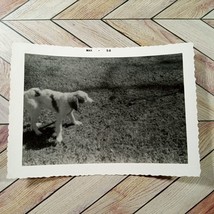Puppy Dog &quot;Jim Dandy&quot; In The Grass March 1958 Vintage Found Photo Original - £7.90 GBP