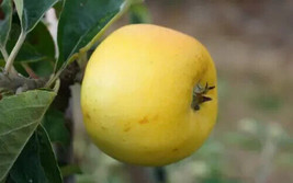 25 Yellow Ingestrie Apple Seeds Planting Fresh Seeds - $13.63 CAD